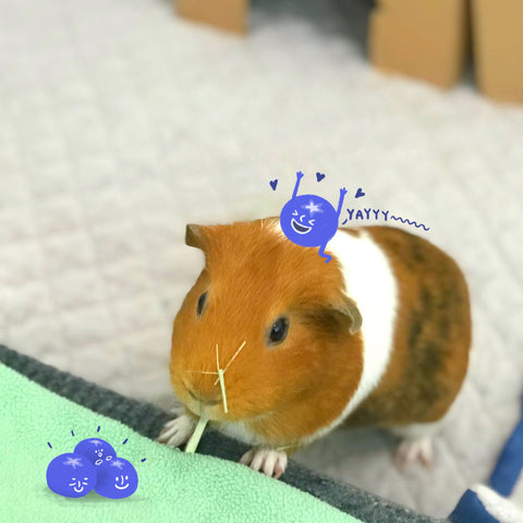 can guinea pigs eat blueberry