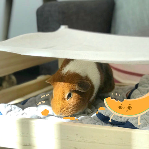 can guinea pigs eat cantelope