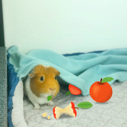can guinea pigs eat apple