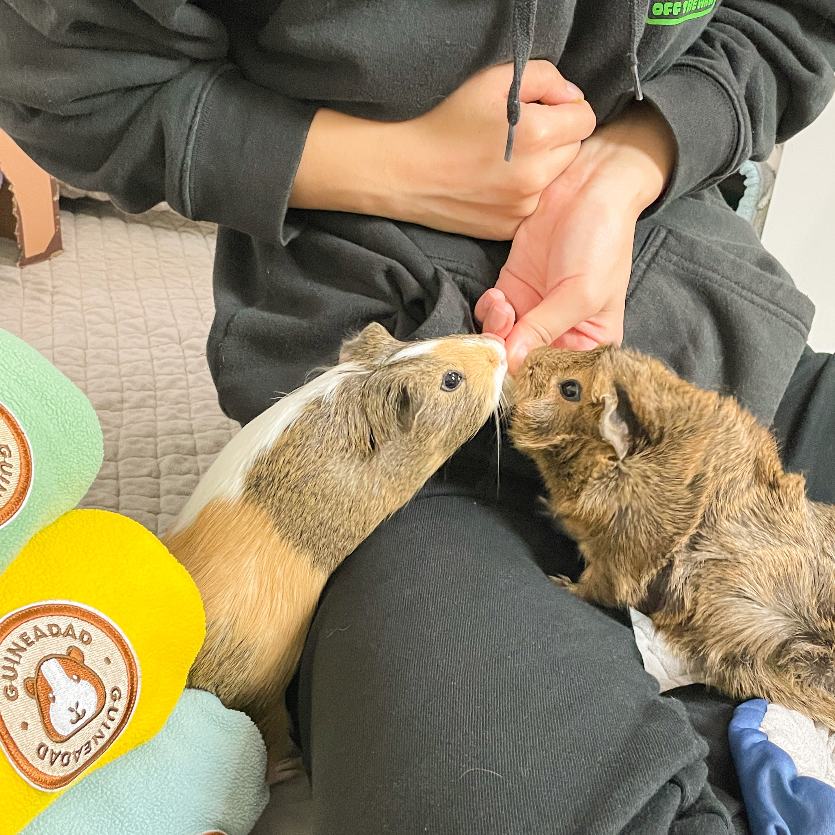 guinea pigs eating guineadad treats