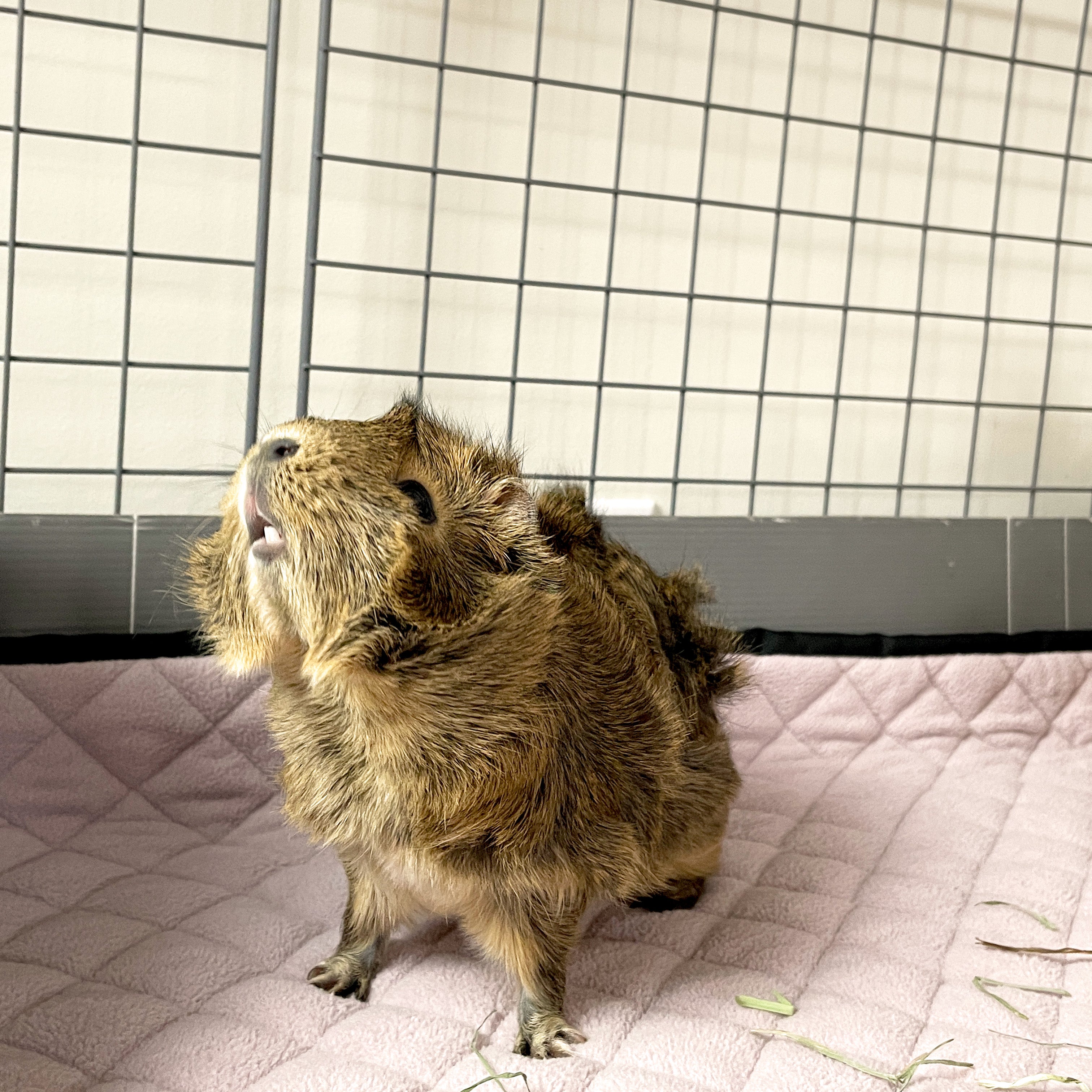 Guinea pig showing their teeth