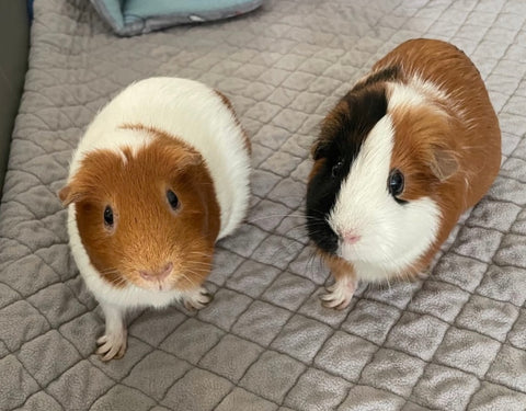 Two guinea pigs with front paws out