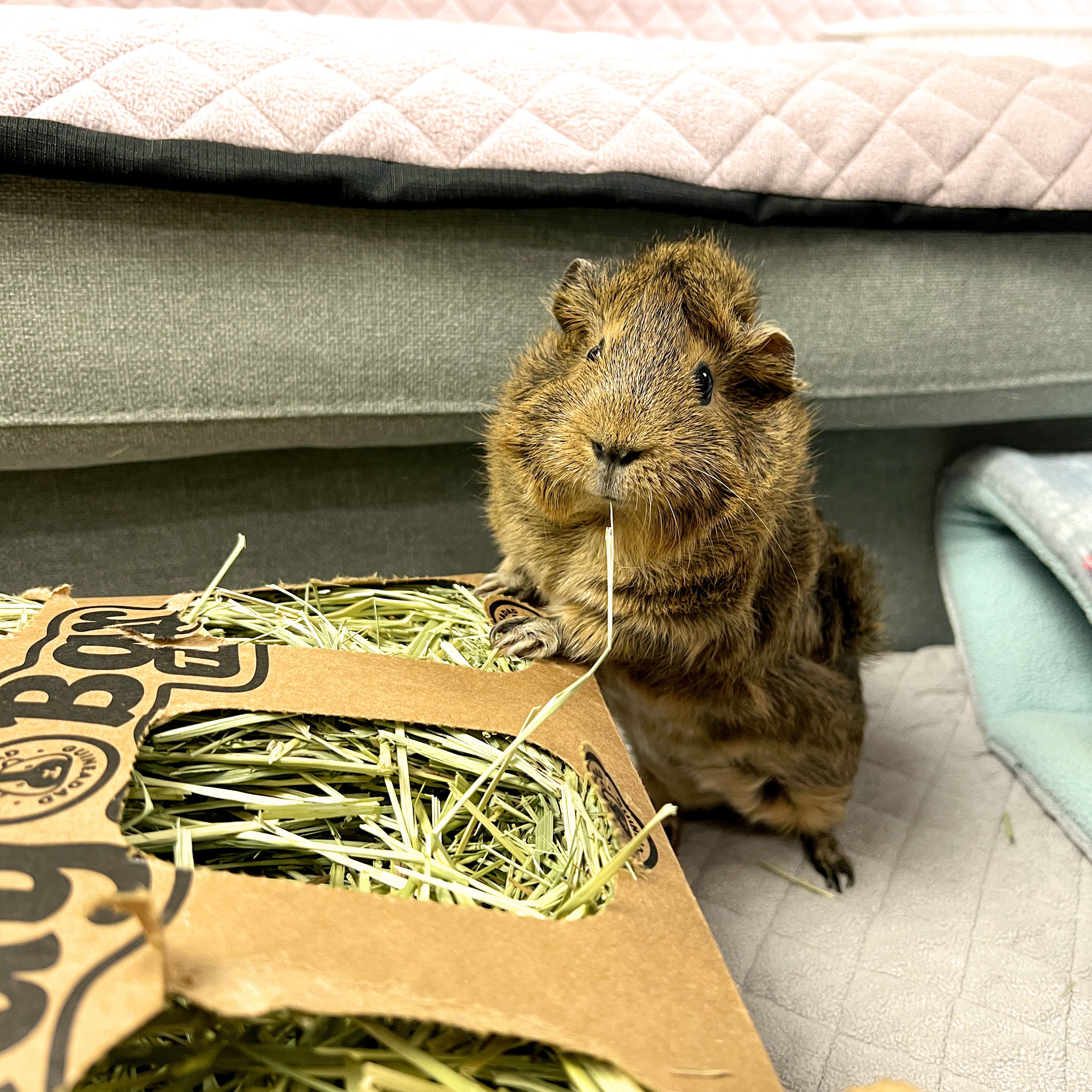 Guinea pig eating GuineaDad Hay Bar for guinea pigs