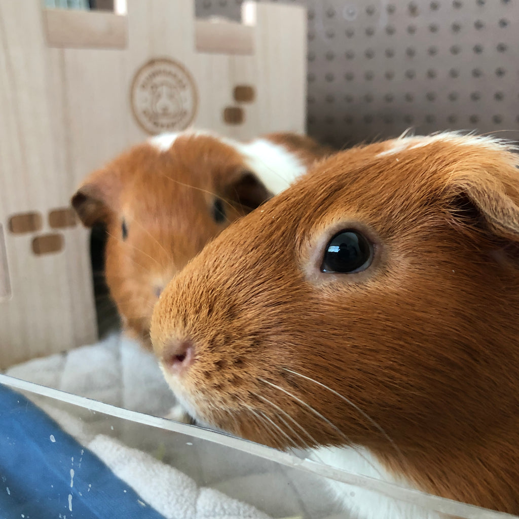 cute guinea pig