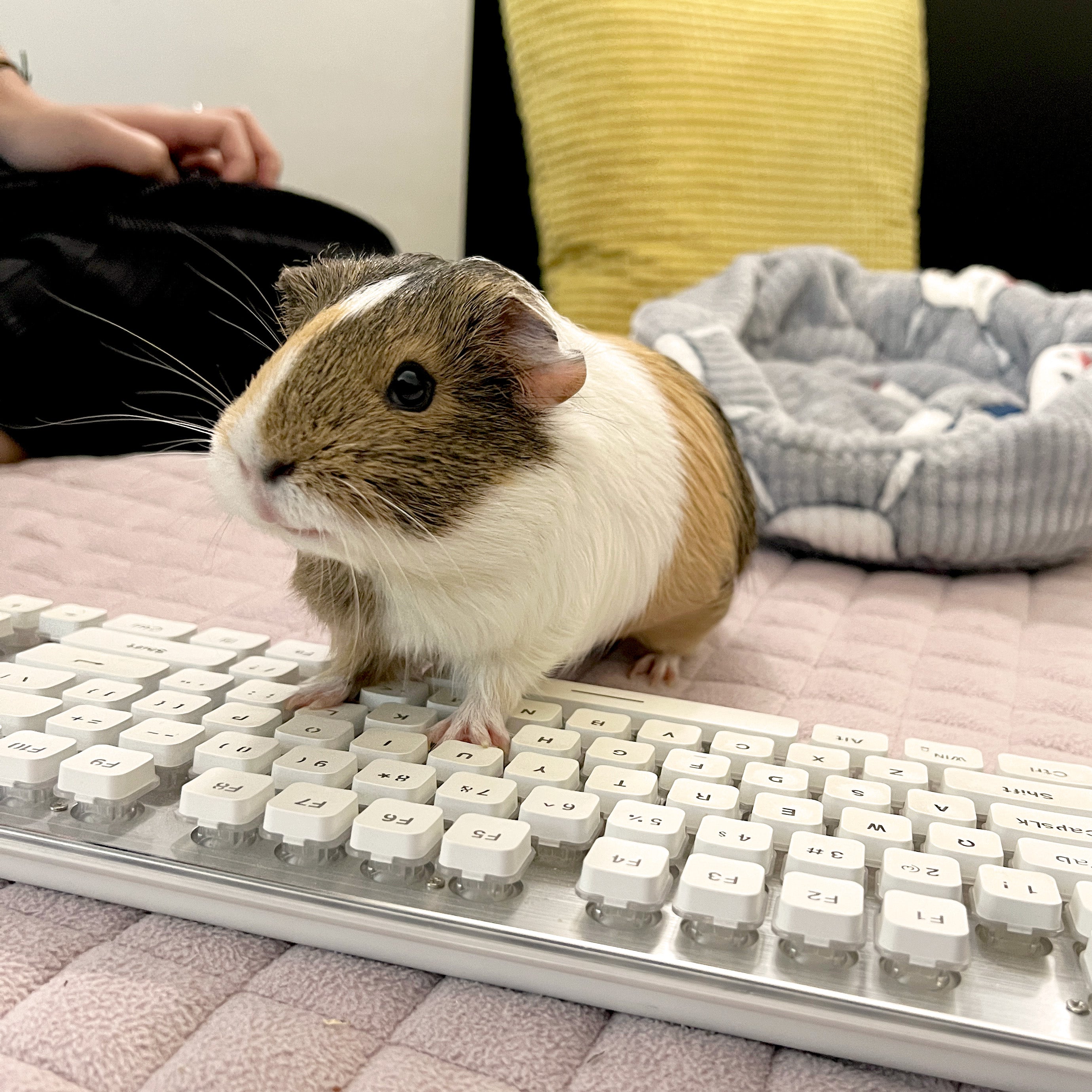 Guinea pig on a keyboard