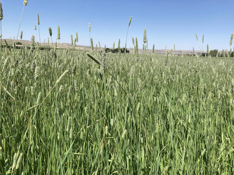 field of fresh hay