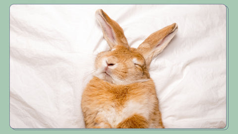 A comfy bunny on a bed - monitoring your rabbit's health by looking at their pee