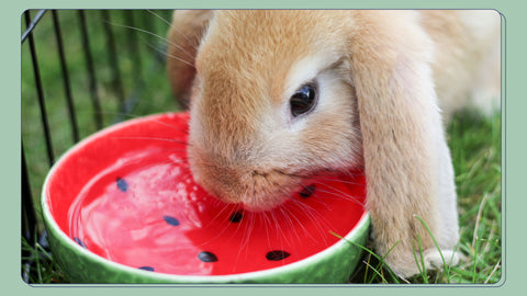 A rabbit's pee can tell you about their level of hydration, liver & kidney functioning, and their urinary tract health.