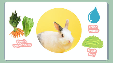 A rabbit needs fresh vegetables, fresh water, and fresh hay