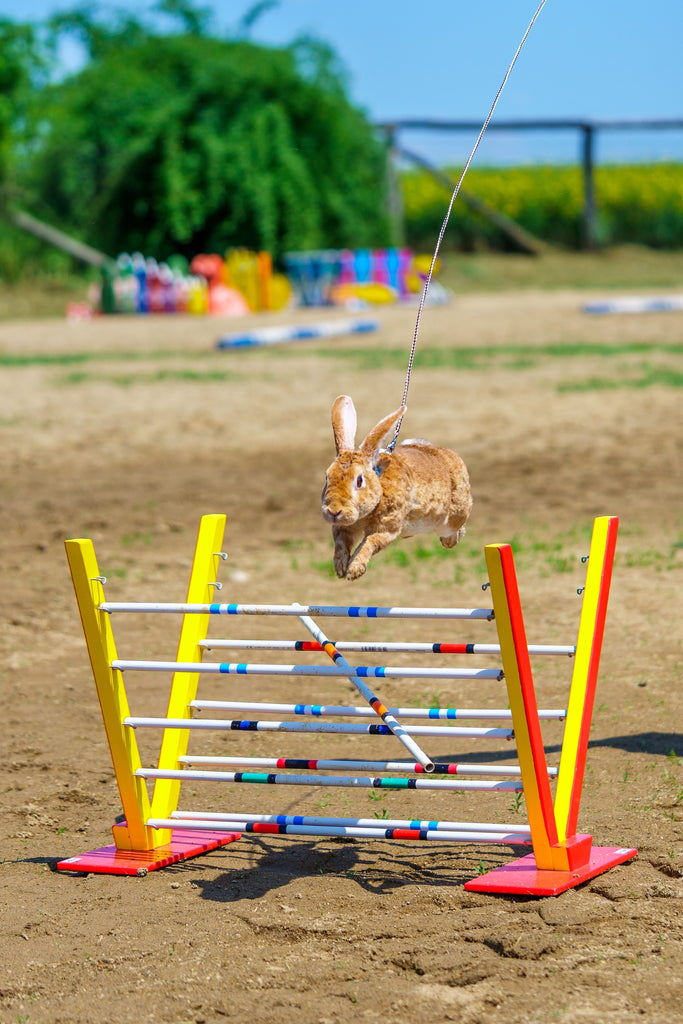 jumping rabbit, rabbit jump, bunny jump, hopping bunnies, how high can a bunny jump