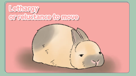 Lethargy - This bunny is too tired to move. Lethargy or reluctance to move are common signs of a sick rabbit.