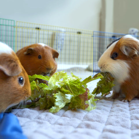 Veggies for Guinea Pigs