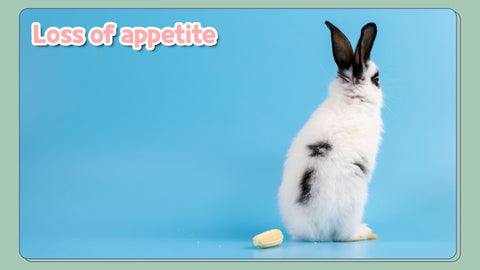 Sick rabbit signs - Loss of appetite, what do you do if your bunny has no appetite?