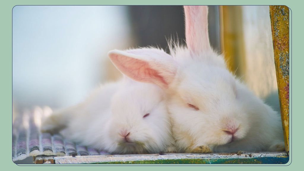 Socializing is important for rabbits