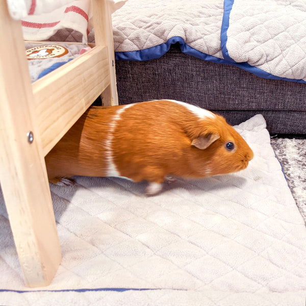 4 Signs Your Guinea Pig is Happy 