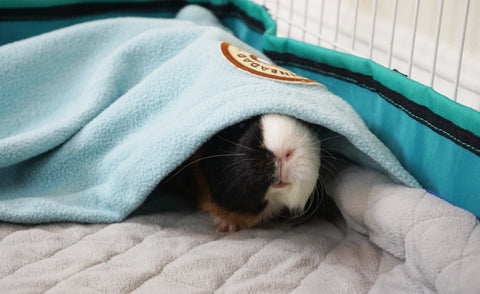 GuineaDad liner in midwest cage for guinea pigs