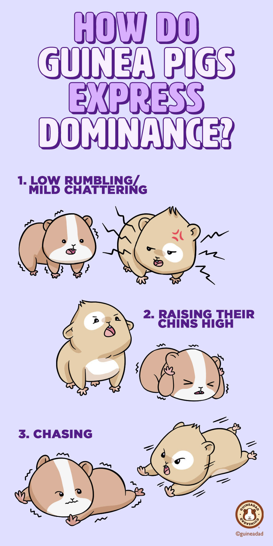 How do guinea pigs express dominance?