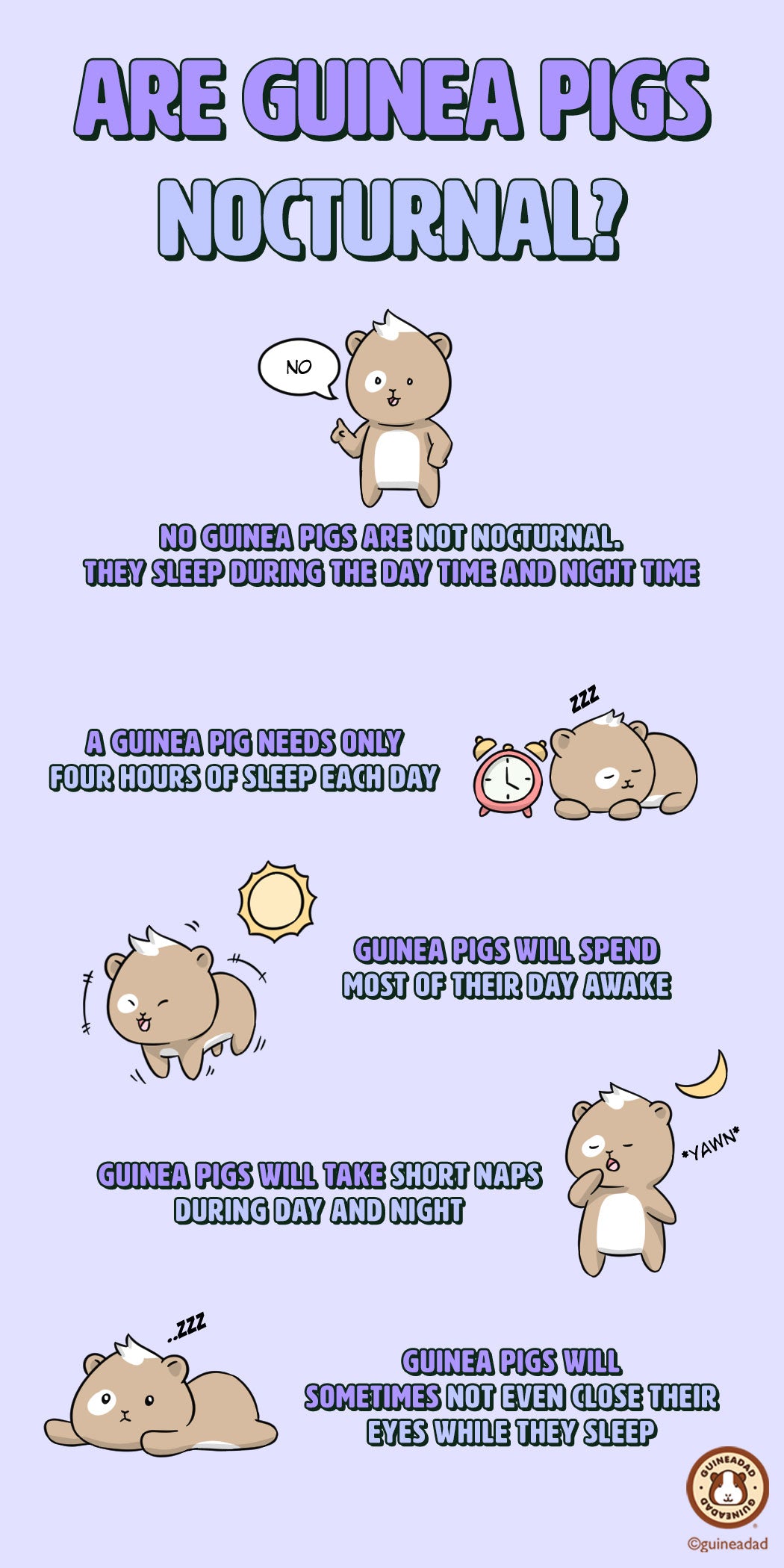 Are guinea pigs nocturnal?