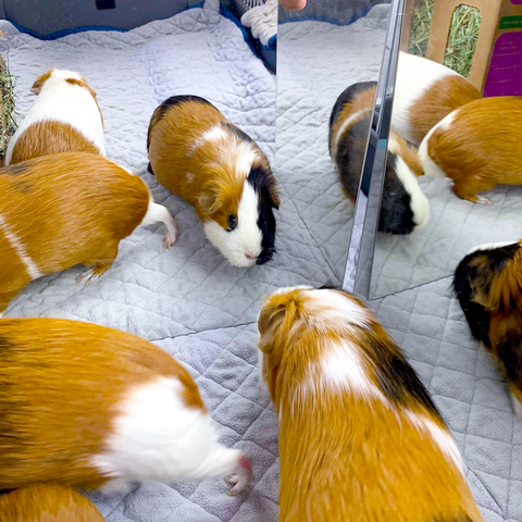 guinea pig looking at reflection