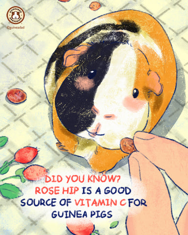 Did you know guinea pigs can eat rose hip?