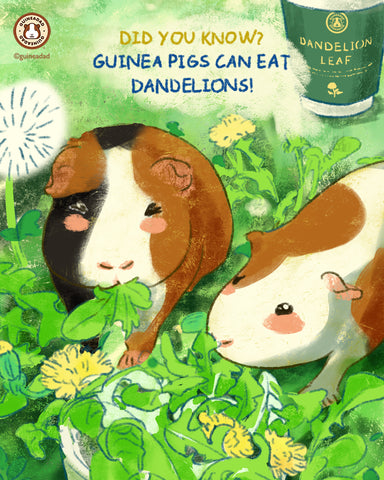 Can Guinea Pigs Eat Raspberries: Discover the Power of Berries!