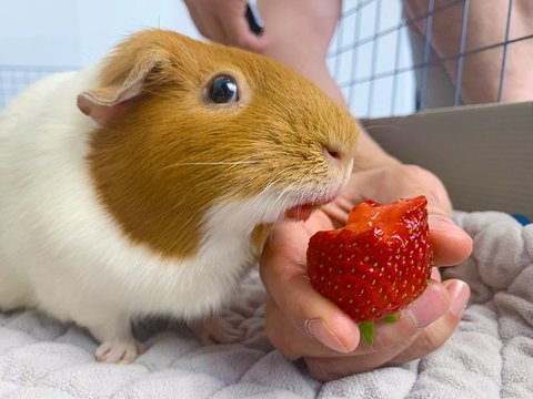 guinea pigs eating strawberry