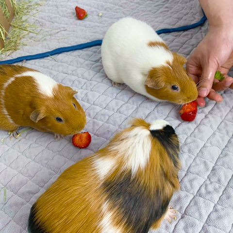 guinea pigs eating strawberries