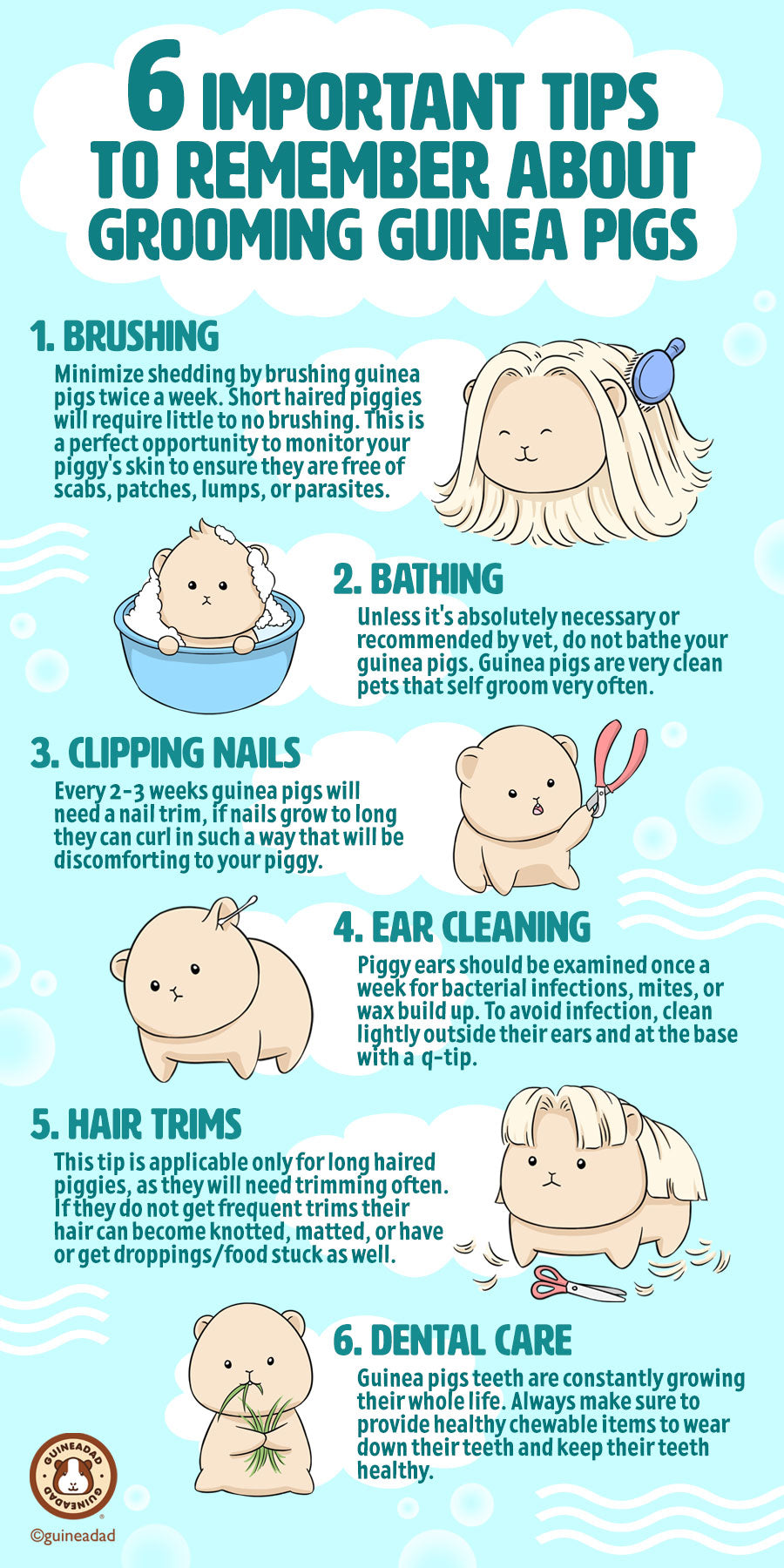 6 Tips to Grooming Guinea Pigs