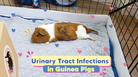 Urinary tract infections in guinea pigs