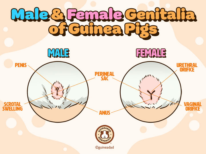 male and female guinea pig diagram