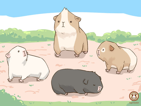 Guinea pig social structure