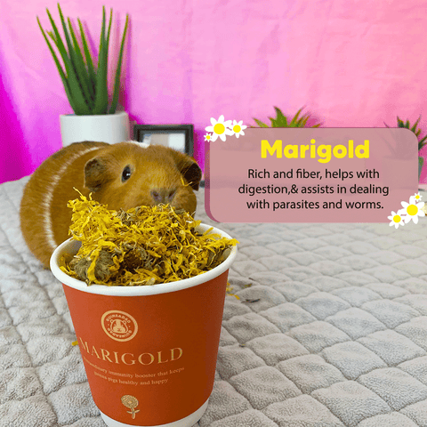 Can guinea pigs eat marigold?