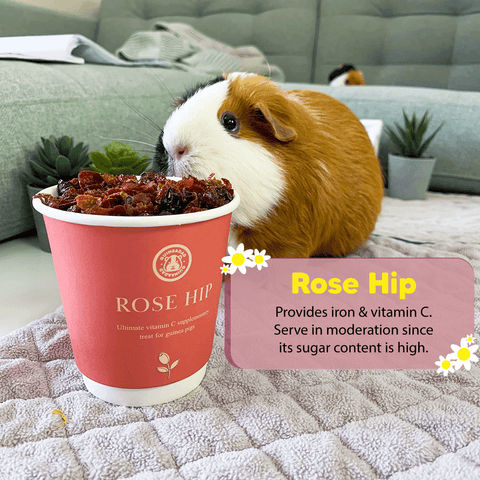 Can guinea pigs eat rose hip?