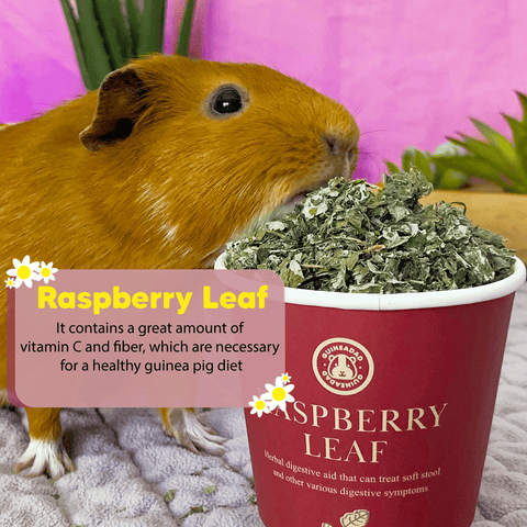 Can guinea pigs eat raspberry leaf?