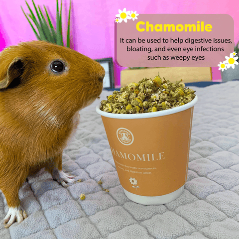 Can guinea pigs eat chamomile?