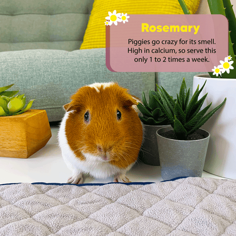 Can guinea pigs eat rosemary?