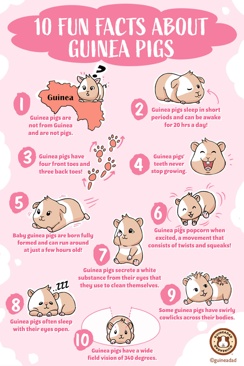 Comprehensive infographic summarizing 10 key facts about guinea pigs, combining illustrations of their origin, unique sleeping patterns, toe count, tooth growth, newborn development, 'popcorning' behavior, eye secretions, open-eyed sleep, rosette fur patterns, and wide field of vision. Designed for educational purposes and ideal for printing.