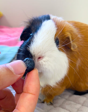 Can guinea pigs eat blueberries?