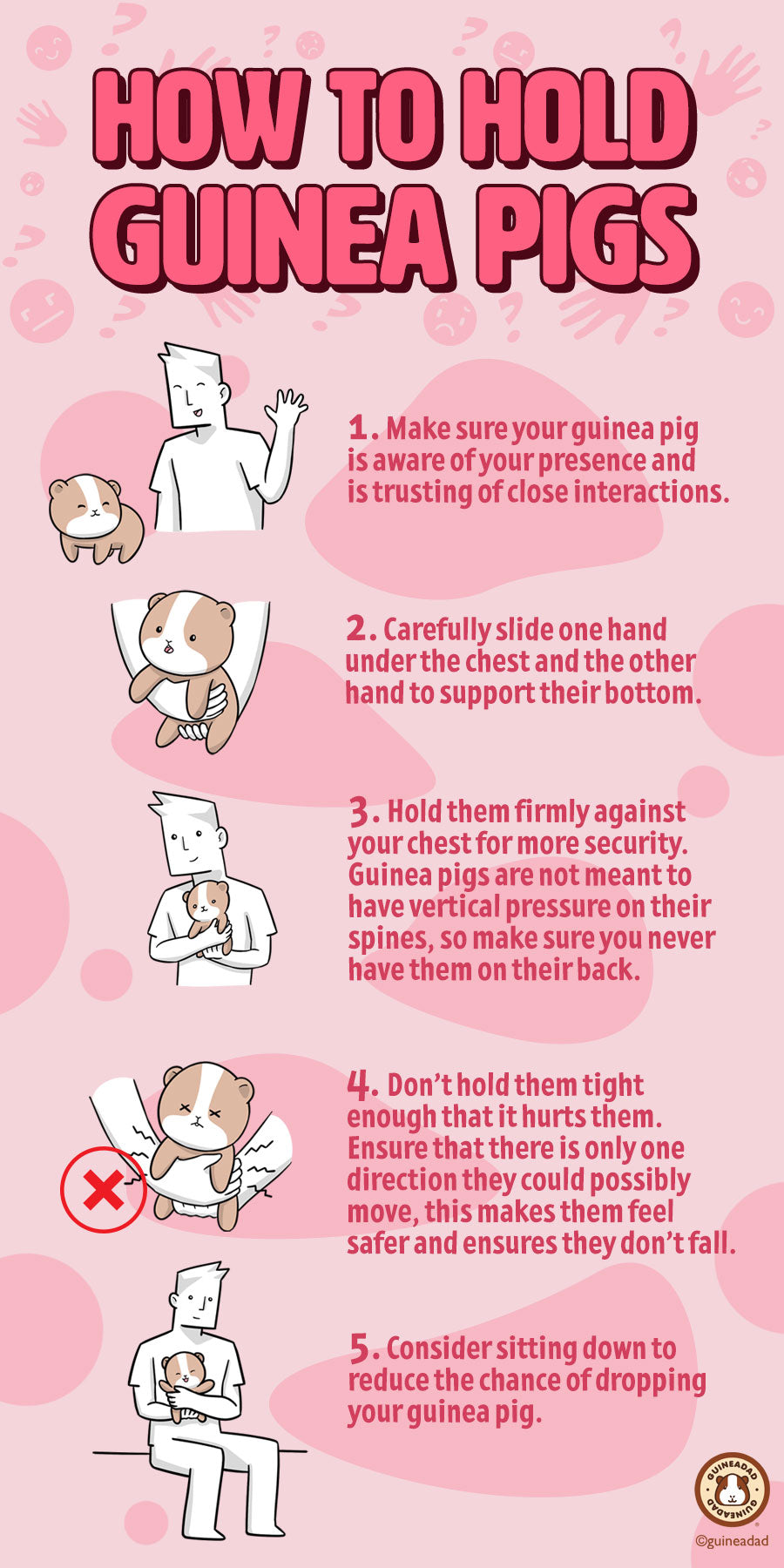 How to Hold Guinea Pigs