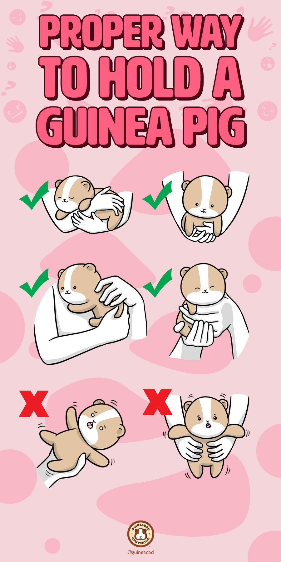 how to hold a guinea pig