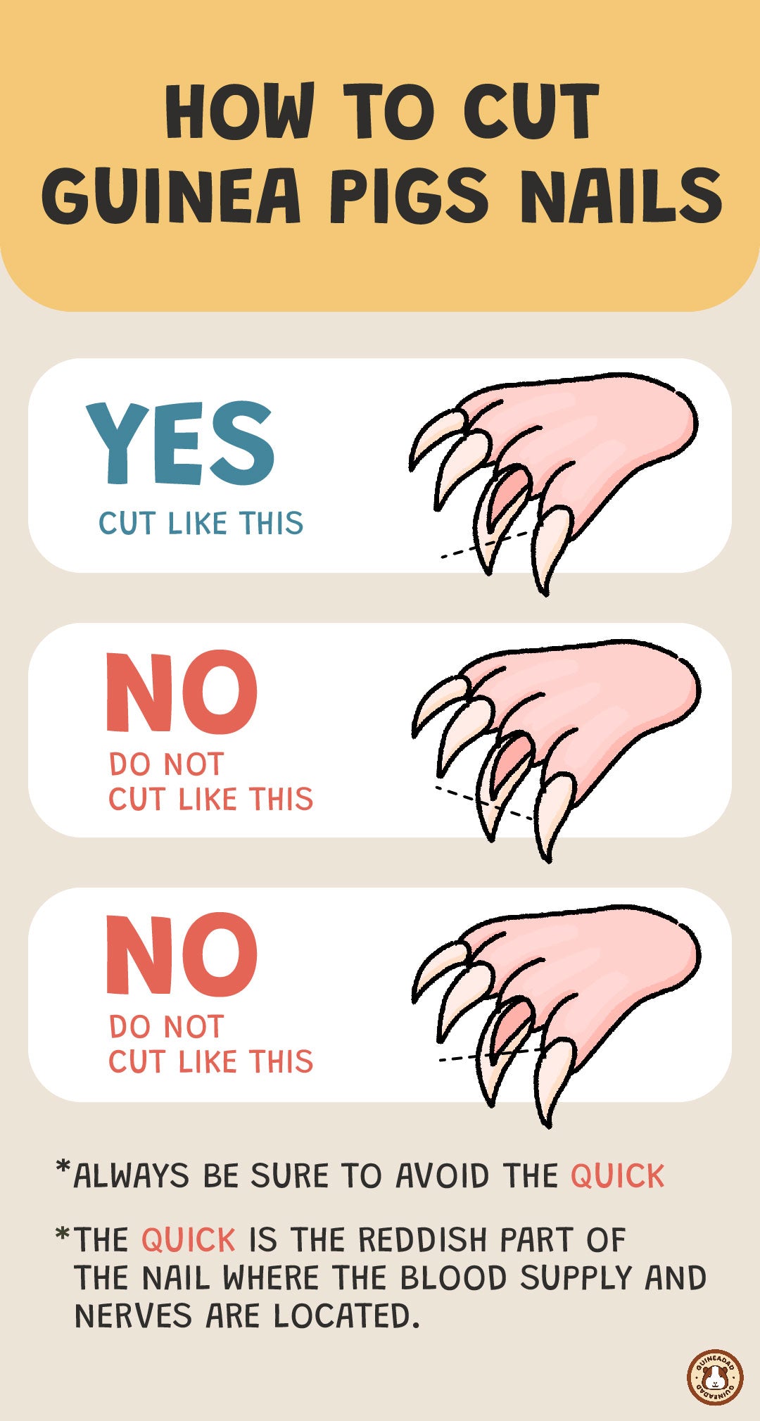 Step-by-Step Guide on How to Cut Your Guinea Pig's Nails