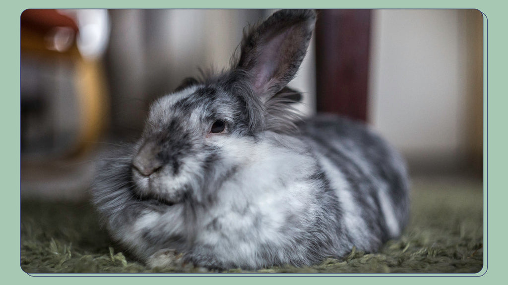 Old Rabbits - Older bunnies need specific care