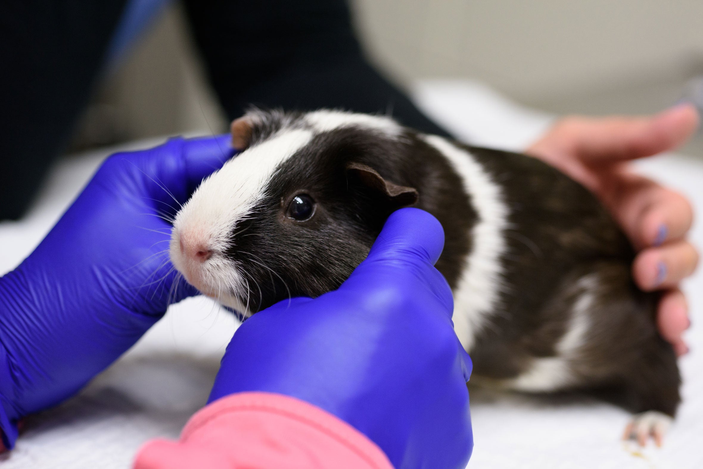 guinea pig being exammed for infection 