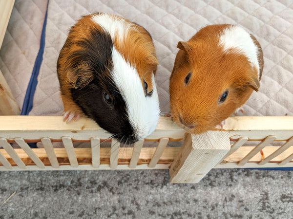 bonding two guinea pigs