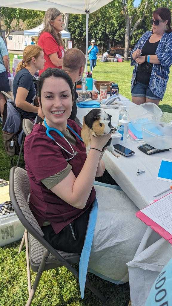 A guinea pig gets a checkup - Cupertino Pignic