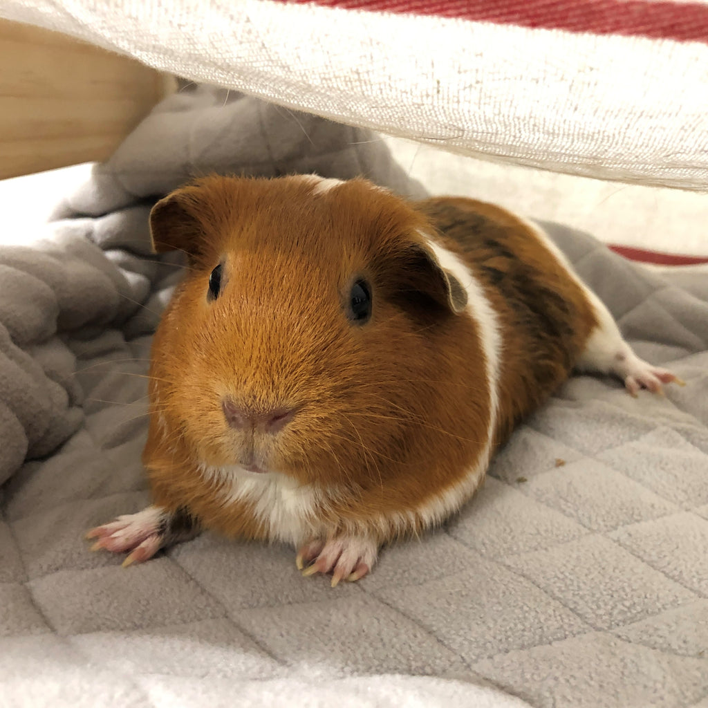 Symptoms of arthritis in guinea pigs