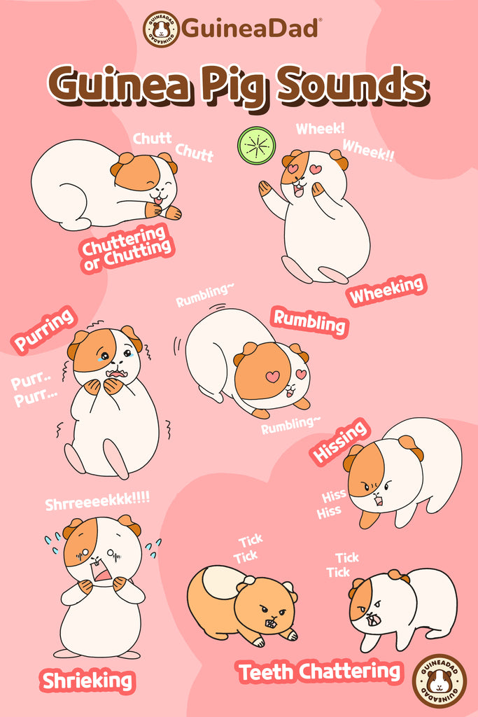 Common guinea pig sounds and their meanings - Guniea pig Guinne pig
