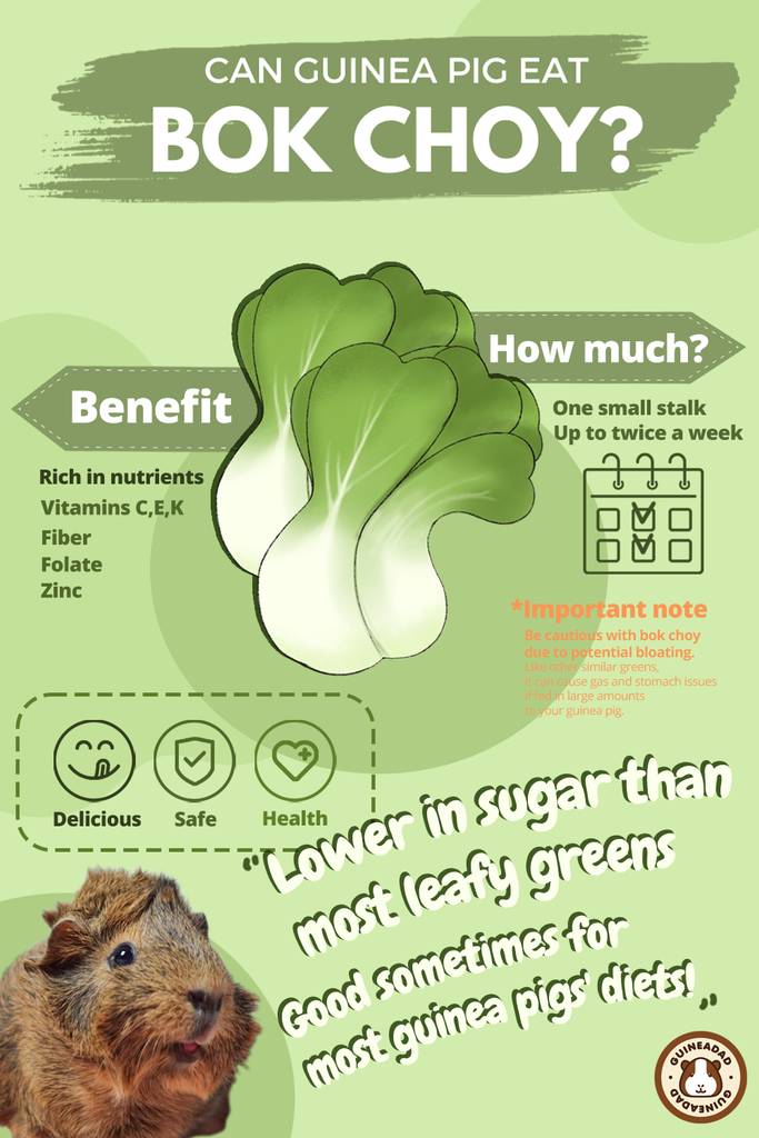 The infographic about Can guinea pig eat Bokchoy?