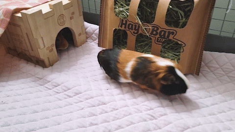 guinea pig popcorning