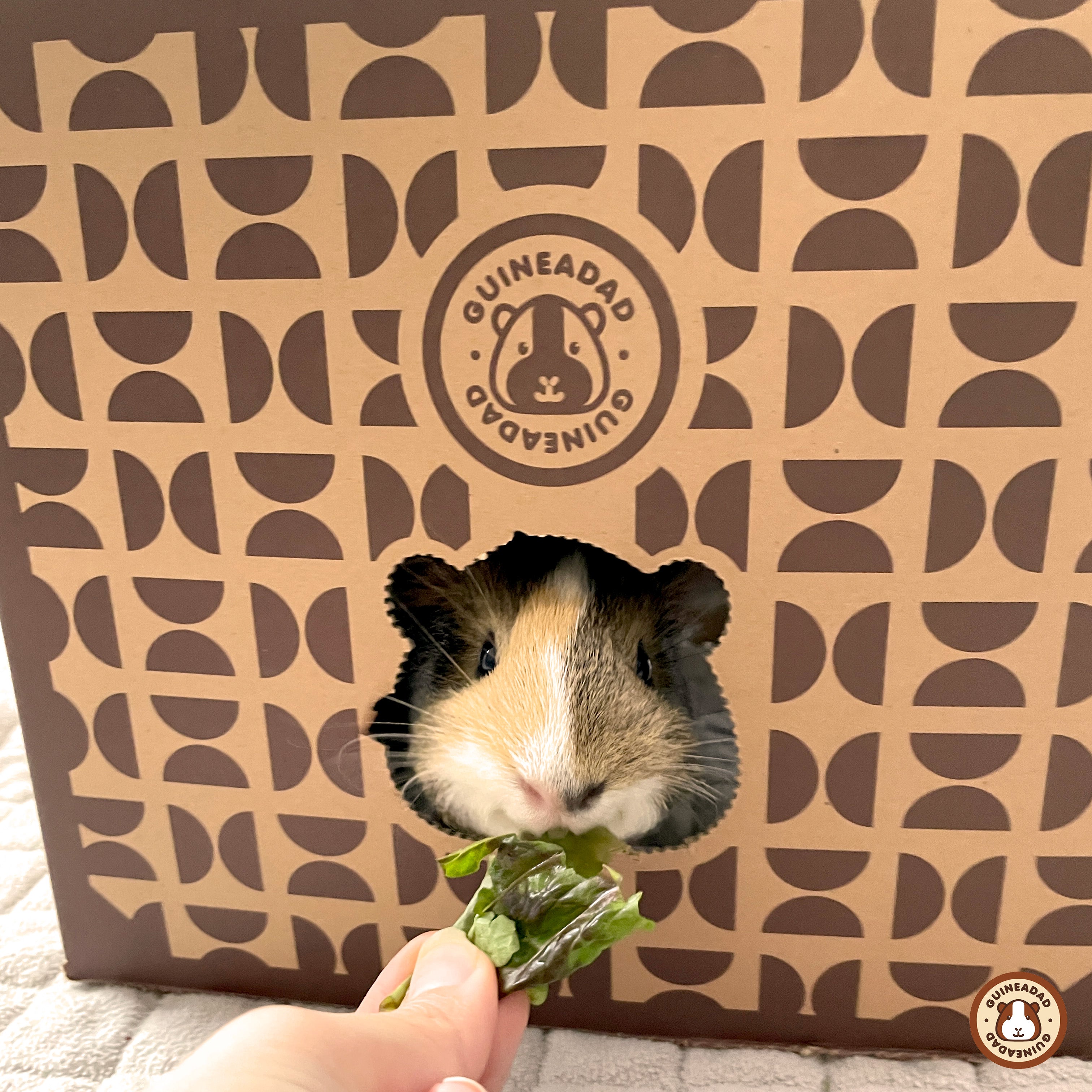 guinea pig hiding in a guineadad crunchy condo hidey
